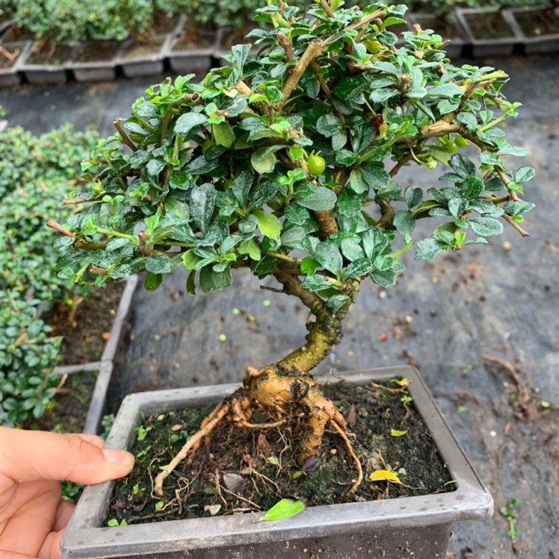 老桩小叶福建茶盆景开花结果矮桩悬崖老桩微盆景S四季常青花园绿