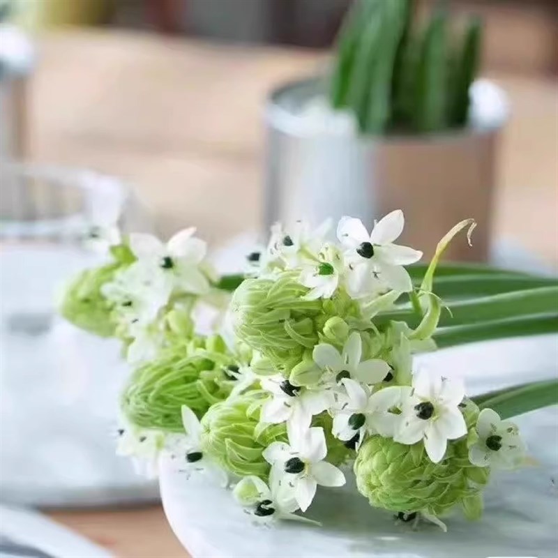 雀梅鲜切花天鹅绒圣心百合鲜花水培水养I家庭室内插花耐养云南直