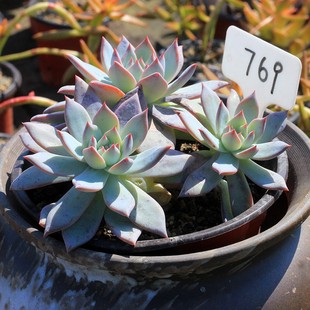 【孤品区】红粉台阁 胧月 桃y美人 群生老桩多肉植物 一物一拍