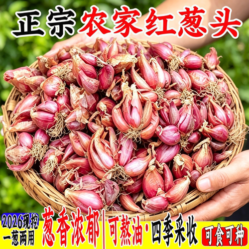 【头茬红葱头】颗粒饱满|力荐！
