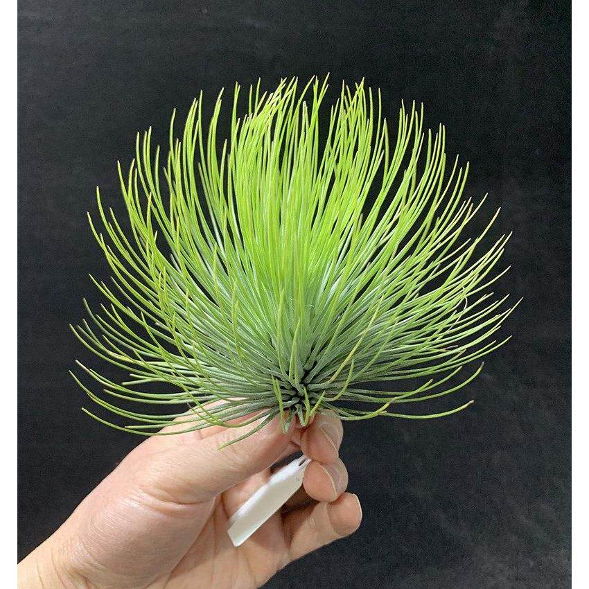 办公室内四季花卉空气凤梨无土植物宝石观叶植物绿植盆栽