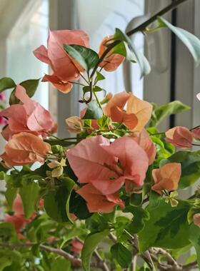 【老花医推荐】橙色精彩三角梅室内室外勤花好养护盆栽