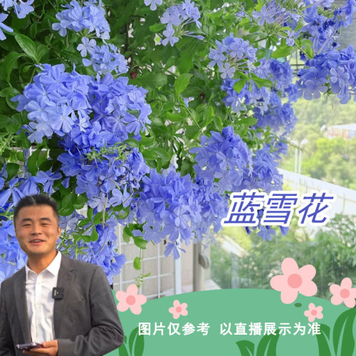 蓝雪花盆栽绿植花卉室内阳台耐寒好养易活蓝色花卉