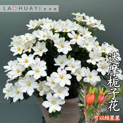 达摩栀子花盆栽绿植花卉室内花苞植物香味观赏开花美观