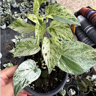 大理石女王绿萝稀有品种办公室长藤垂吊耐阴懒人绿植 热植馆