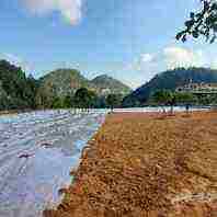 地膜覆盖农用膜果园宽草莓s膜种透明2米宽溥膜棚2.5米莓农用殖双