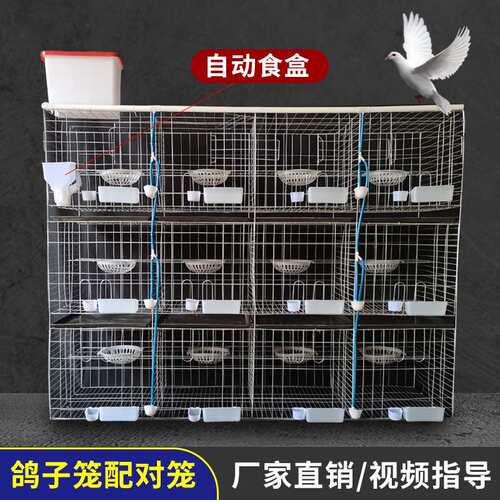 广旺丝网 镀锌铁丝鸽子笼 三层12位鸽笼 加粗鸽笼 1.5米养殖鸽笼