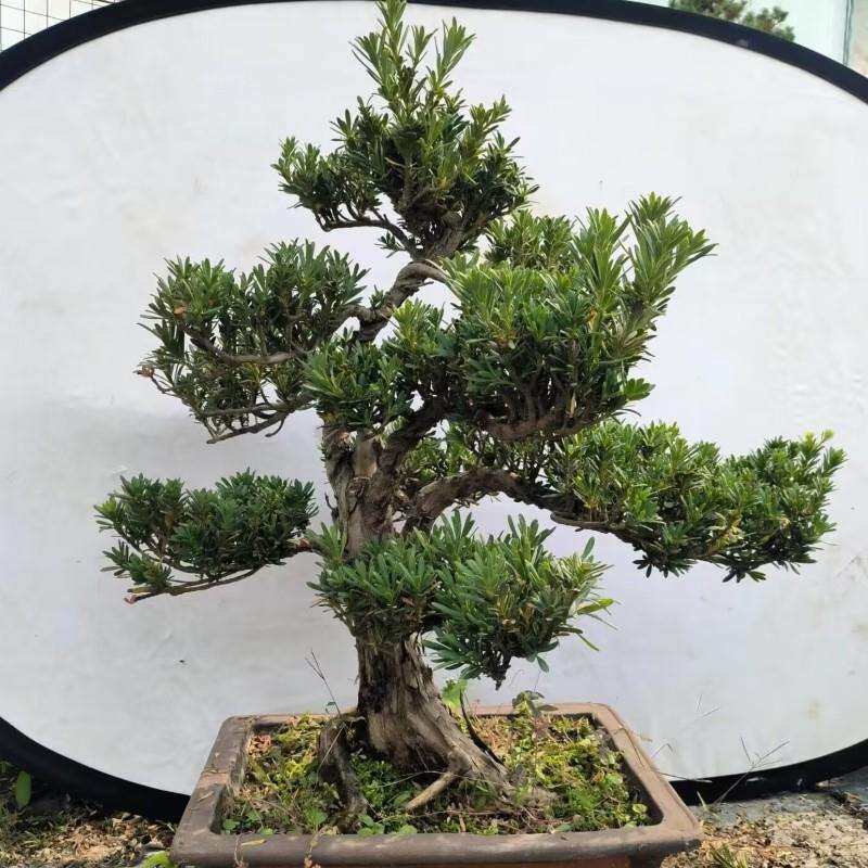 雀舌罗汉松盆景树桩花卉盆景室内盆栽庭院绿植花卉盆栽创意造型树