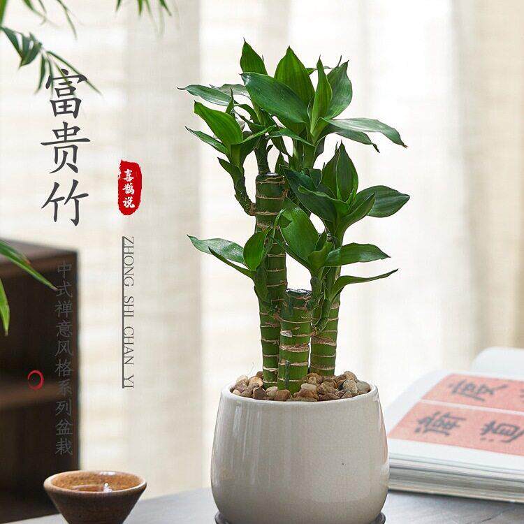 富贵竹文竹盆栽客厅公室内茶几书桌面好养迷你小绿植物四季常青