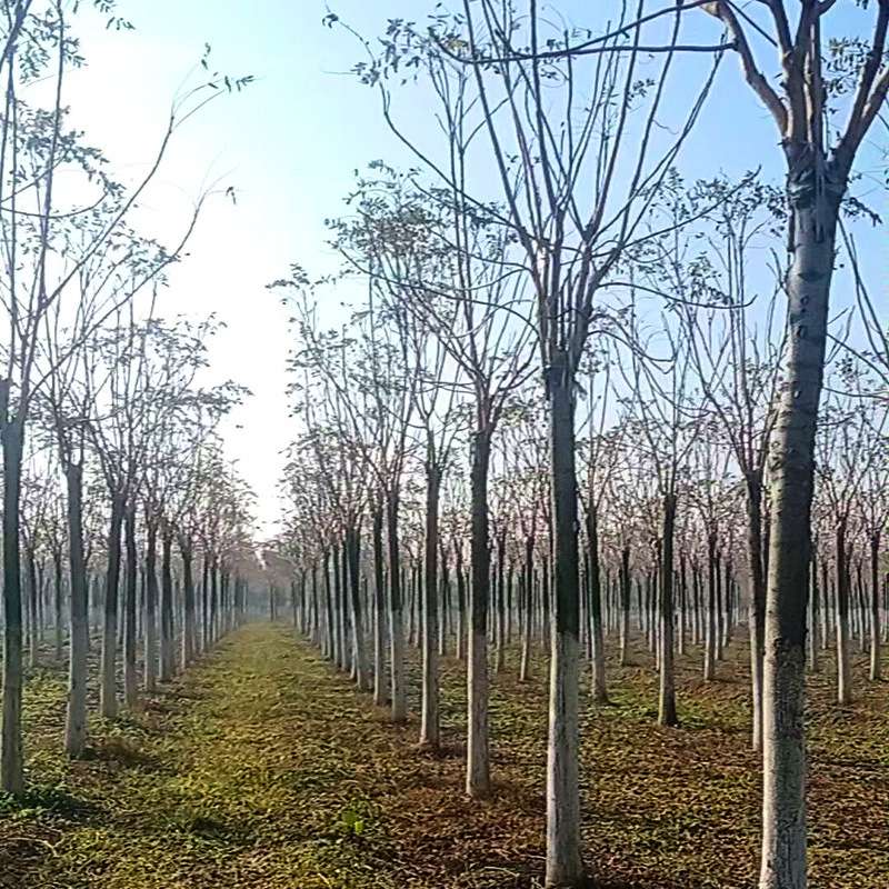 8-30公分粗千头椿树 千头椿荒山湿地护坡造林苗木