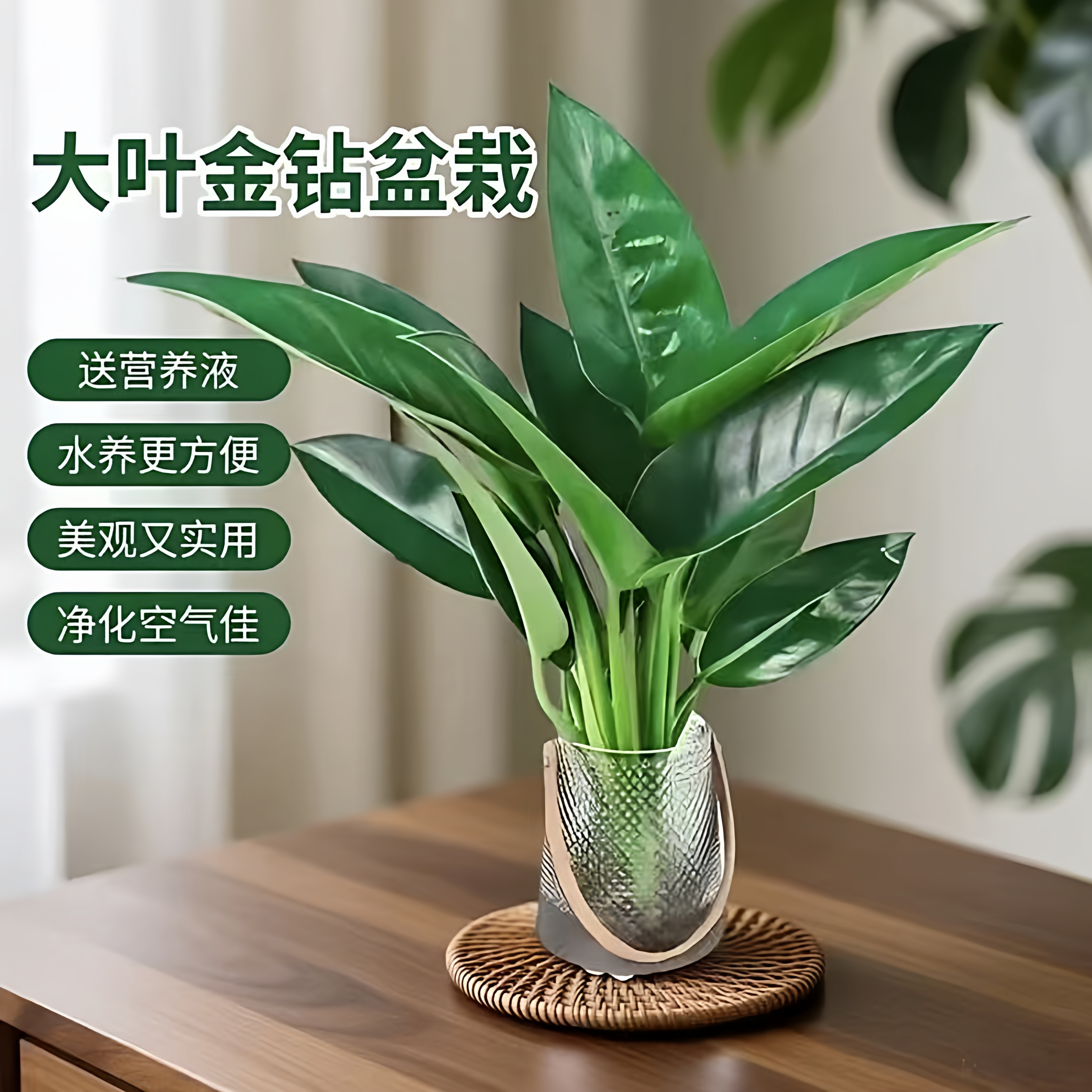 大叶金钻绿公主盆栽懒人好养绿植