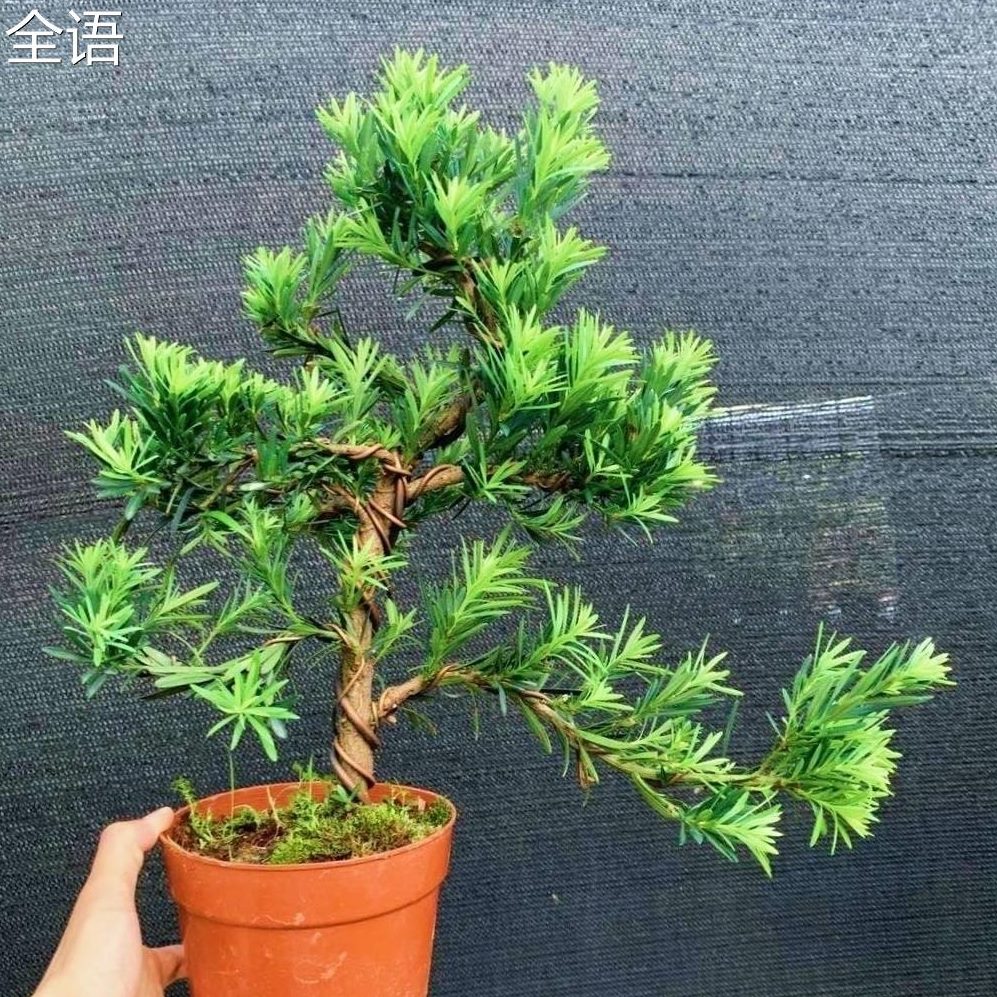 松桩黄杨罗汉盆叶雀景舌邹盆小小皮罗汉松矮霸叶舌老盆景雀景老桩