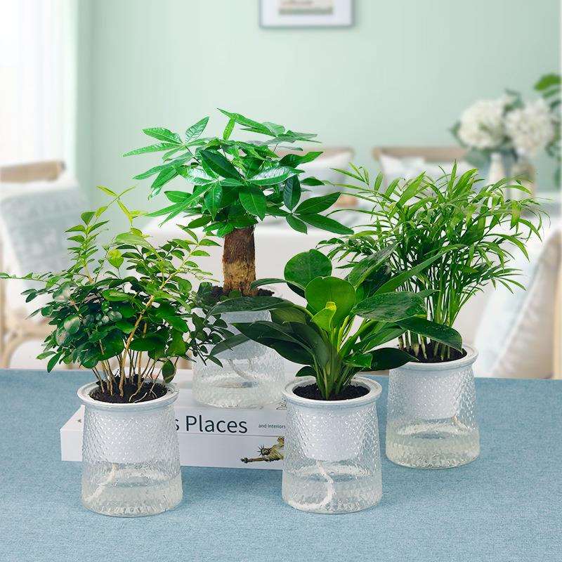 桌面绿植四件套九里香金钻发财树袖珍椰子植物透明植物自吸水盆栽