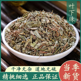 叶下珠50g中药材正品新货 精选叶下珠茶珍珠草龙珠草鱼鳞草夜合草