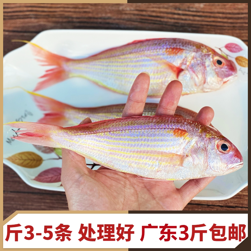 惠来神泉红杉鱼海鱼新鲜冷冻潮汕海鲜水产深海钓鲤红三金丝鱼金线