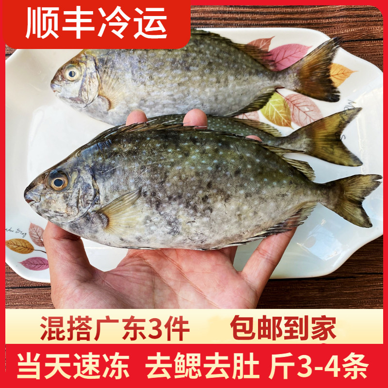 惠来神泉泥猛鱼潮汕海鲜特产冷冻娘艾鱼秋叶鱼苦提鱼挨篮子臭肚鱼