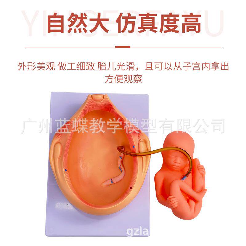 妊娠胚胎发育模型 计划生育模型 9个月胎儿发育过程模型10件套