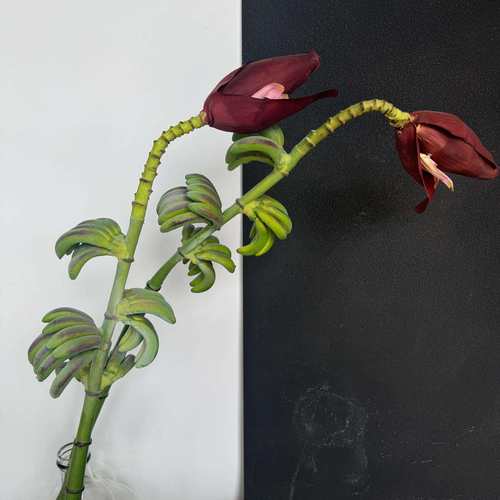 仿真绿植芭蕉禁止蕉绿香蕉假花创意摆件拍照道具家居装饰摆放道具