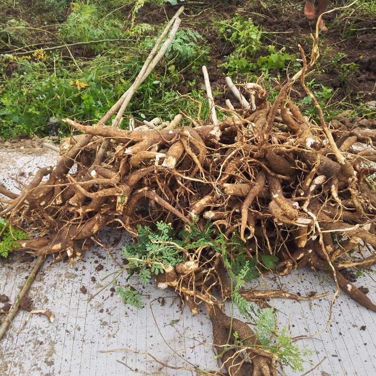 辣木根 精选新鲜辣木参 农庄煲汤佳品 新鲜辣木参 鲜嫩直销包邮