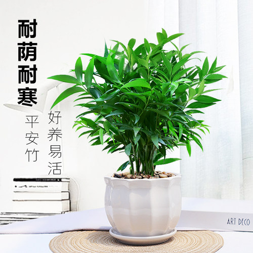 竹柏盆栽植物室内四季常青净化空气绿植四季好养耐荫Z耐寒平安竹
