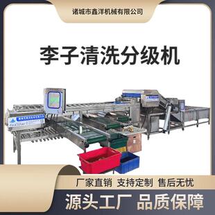 李子清洗分级机土豆洋葱圣女果分选机器果蔬大小分拣机设备选