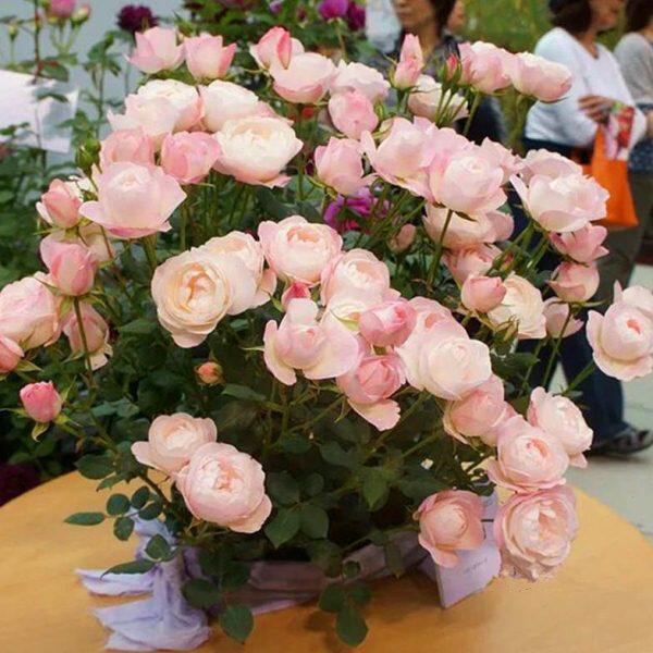 切花卉花园杏仁饼苗花机器开花阳台直适宜性大立头好多草莓月季