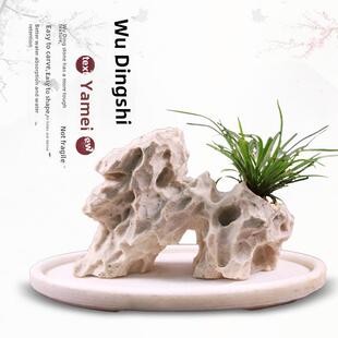 台湾吴定石吸水石上水石头原石盆景微景观捕虫堇菖蒲花盆假山摆件