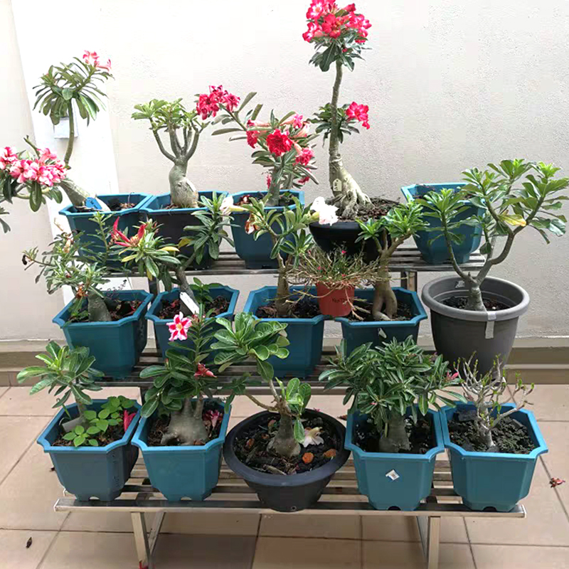 不锈钢花架多层阶梯式植物摆放好架移动室内外置物架铁艺花盆架