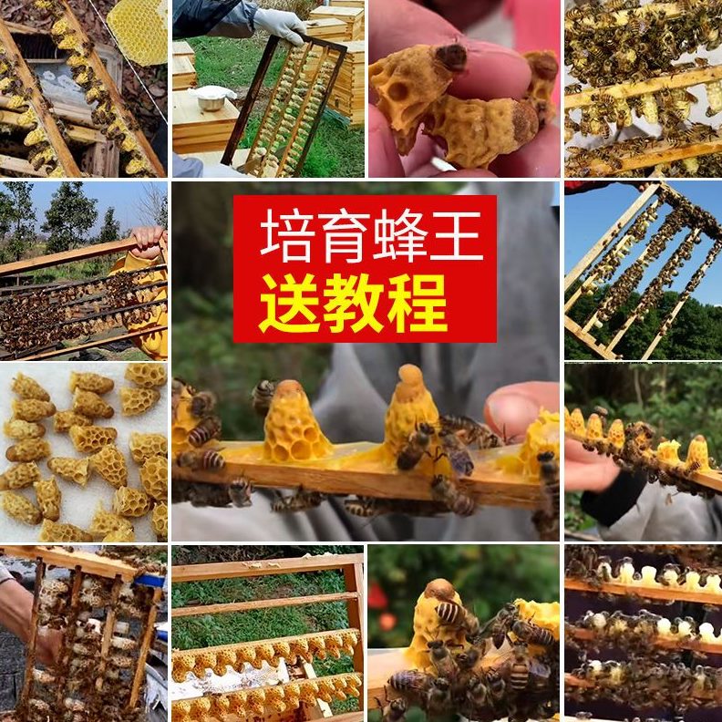 育王工具台培育蜂王王育王专用中框蜂罩全套人工保护蜂蜜组合用具