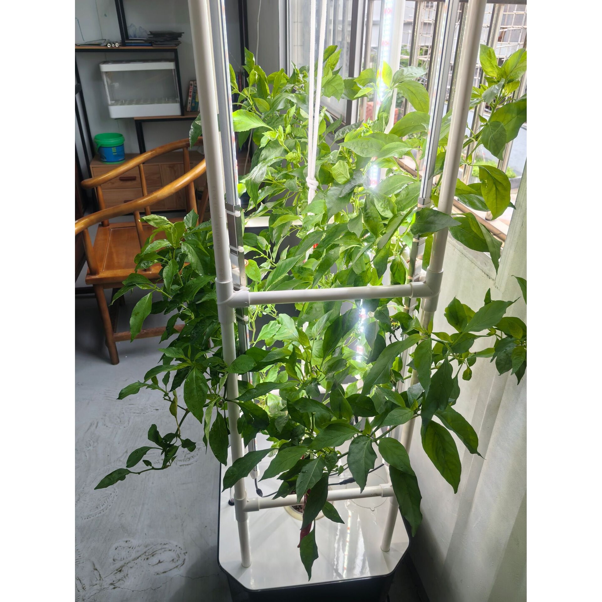 瓜果种植箱室内植物培养箱辣椒黄瓜番茄水培箱无土栽培设备种菜机