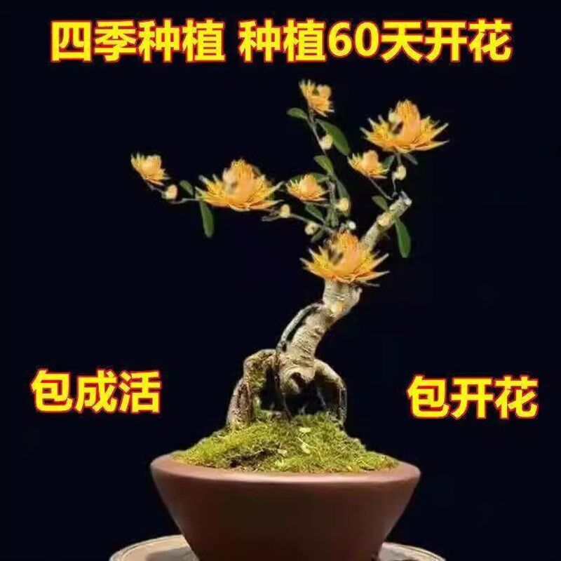 天然檀香苗聚财纳福金莲花苗x盆栽花卉南北方四季种植耐寒驱蚊防