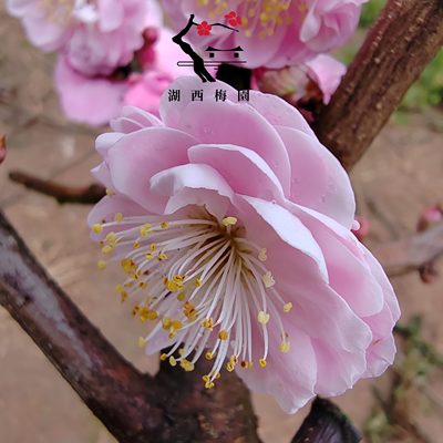 熟桩梅【湖接武藏野梅花西梅养四年园】盆