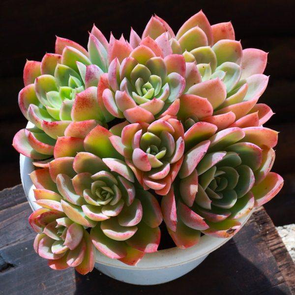 丝绸面纱红鹤 云南基地精选包邮发货 大颗群生耐寒老桩多肉植物