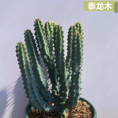 泰种盆栽头龙品多变异神仙人掌木柱多肉植物木北欧人仙龙稀有