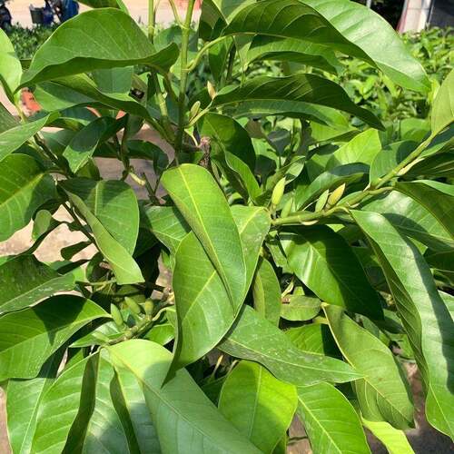 白兰花盆栽大嫁接白玉苗树63903297四季开花苗庭院兰阳台植物室内