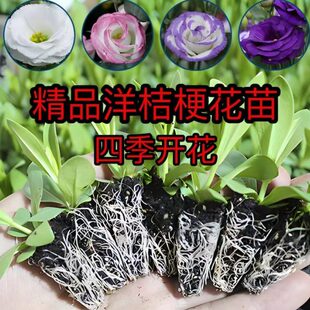 阳台桔梗绿植四季花苗庭院活洋开花地直发云南室内室外重瓣易成产