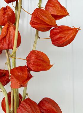 酸浆果干花084年Y宵锦灯笼果诧寂风轻风奢ins家花居装饰手工DI配