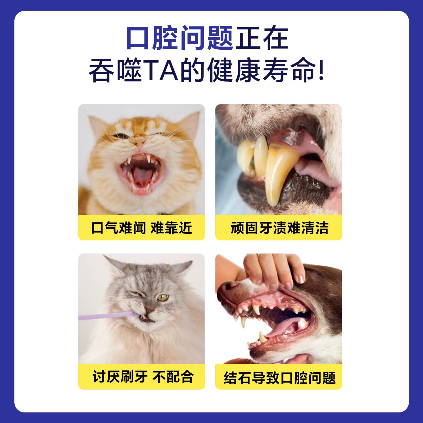 宠物洁牙指套湿巾除口臭去结石