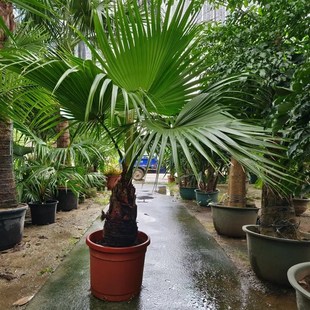 耐寒蒲葵植物棕榈科树扇叶室内外绿植四季长青大型观W叶好养活网