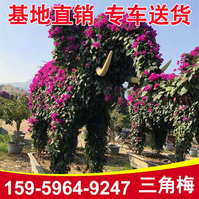 基地供应各种造型动物三s角梅屏风绿化园林庭院绿植苗木造型绿植