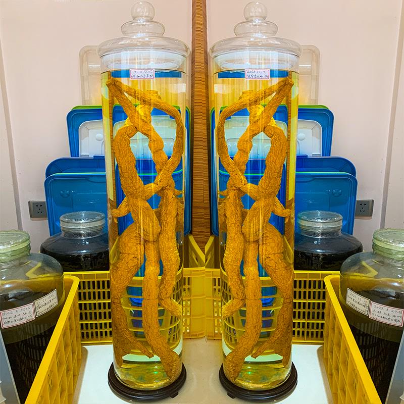 牛大力泡b酒专用酒瓶密封整祇肉苁蓉人参泡药酒高硼硅玻璃容器瓶