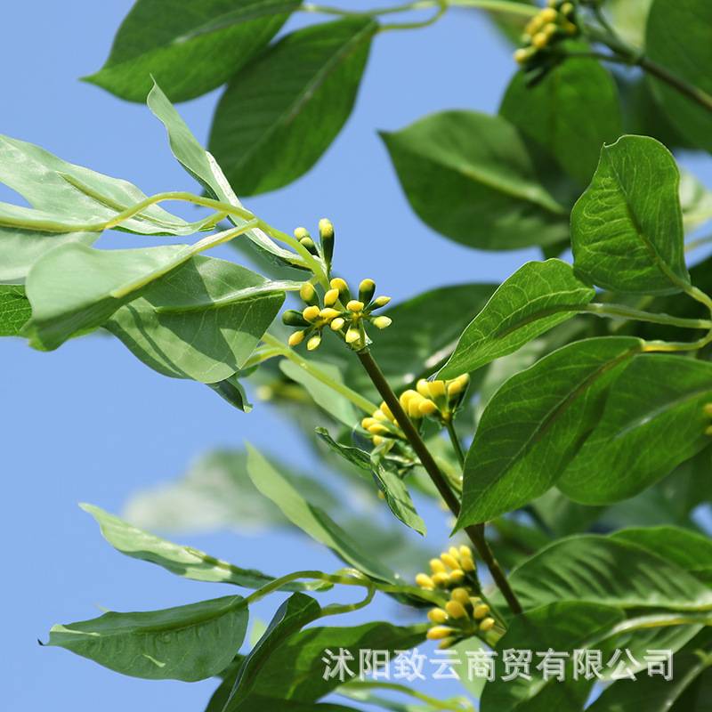 致云生产仿真桂花树酒店户外景观装饰花树绿色植物盆景人造桂花树