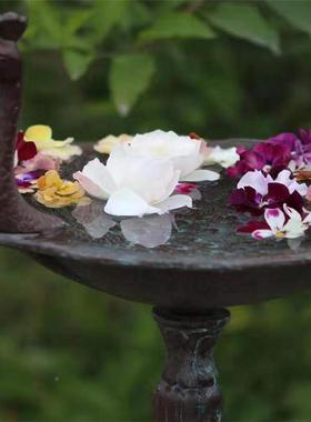 美饰式乡村孔雀开屏烛台喂鸟器喂食花园别墅庭摆院件花6.3孔雀架