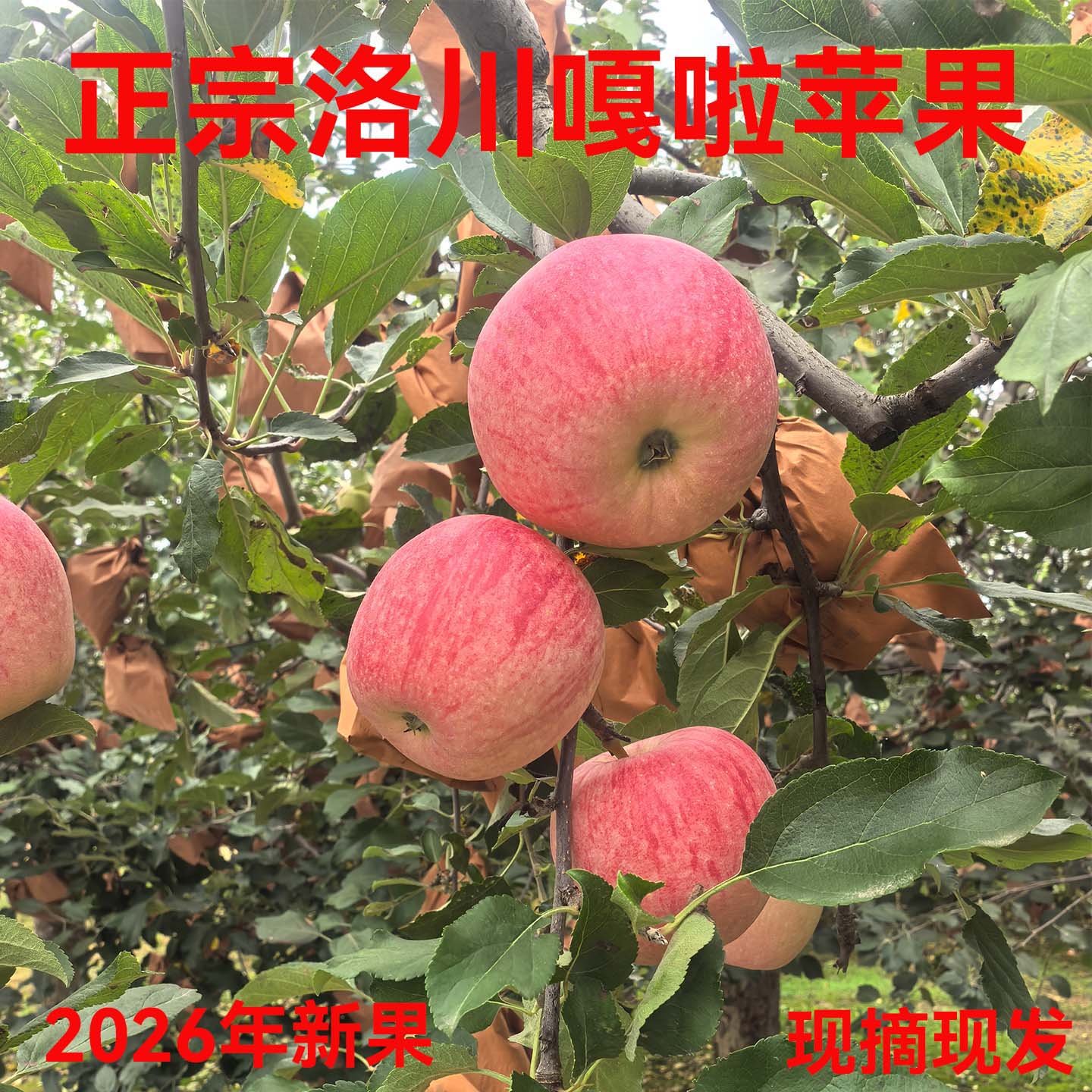 正宗陕西洛川嘎啦苹果新果官方旗舰店产地直发新鲜10斤应当季水果