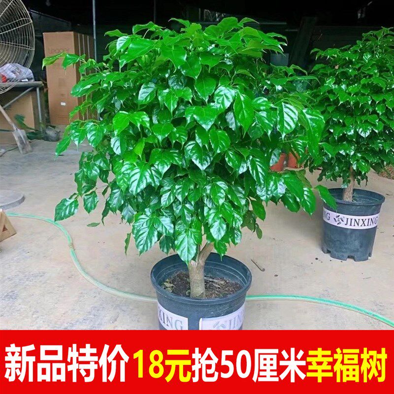 幸福树盆栽植物四季常o青办公室内好养盆景净化空气吸甲醛桌面绿