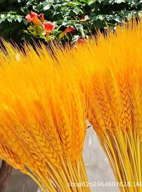 麦穗干花开业大麦花束客厅田插园风装摆花饰道件具701金黄色干花