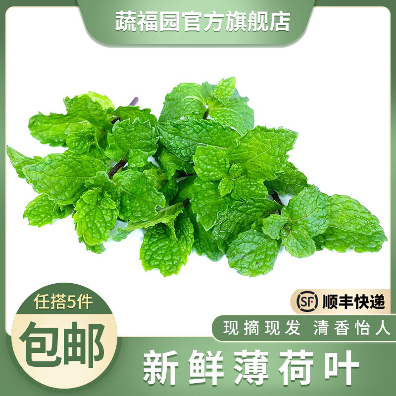 新鲜薄荷叶 食用薄荷烘焙调酒茶其它
