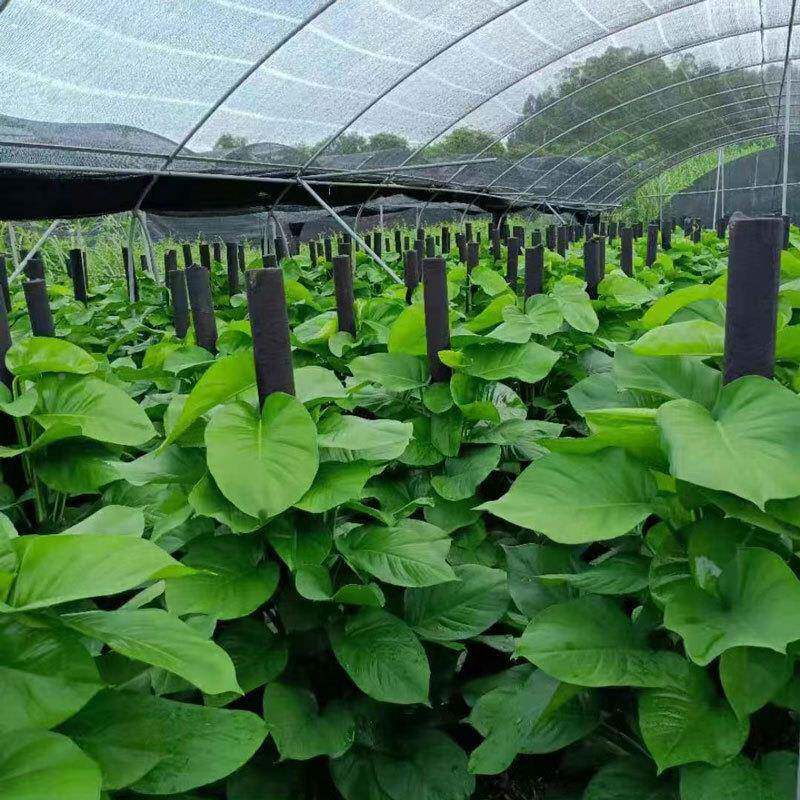 萝柱盆栽厂家办WQB公室绿树植装客厅饰绿植物真绿化绿罗