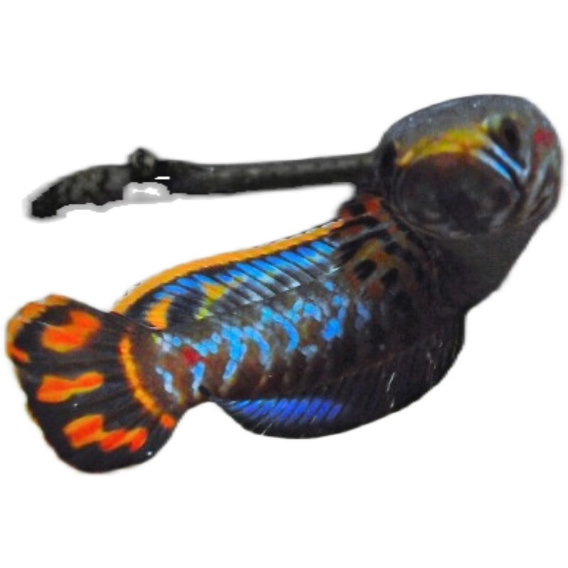 血斑雷龙1型 血一雷龙 血斑一型 梦幻冰火雷龙发色漂亮凶猛小型鱼