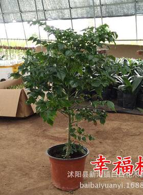 福树盆栽BBYL8282大型植物卉安幸树幸福树盆平景花室内观叶树